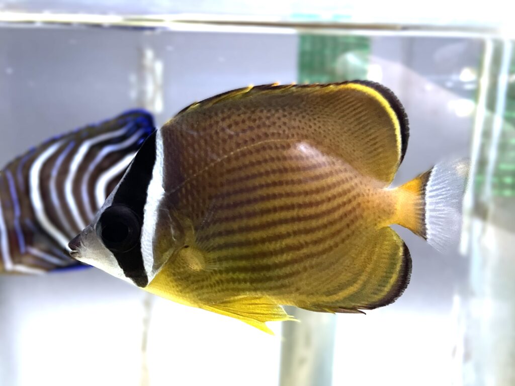 Chaetodon auripes (Chaetodon auripes) |commons:File:Chaetodon auripes Ise.jpg