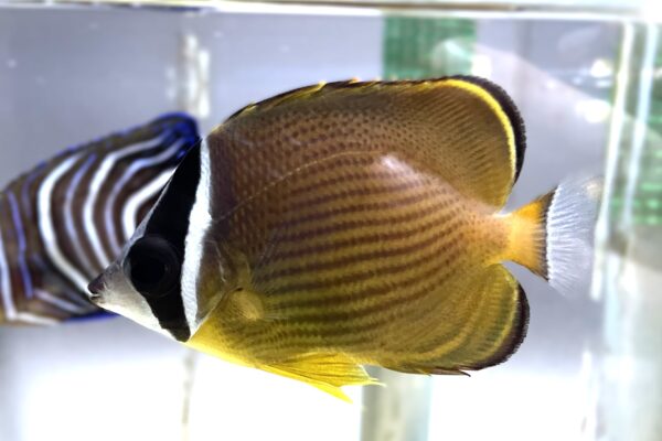 Chaetodon auripes (Chaetodon auripes) |commons:File:Chaetodon auripes Ise.jpg