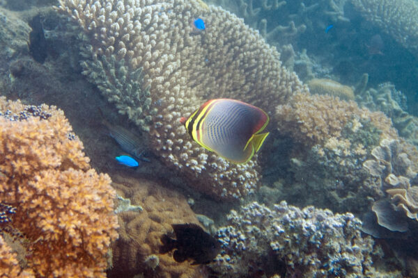 Chaetodon baronessa (Chaetodon baronessa) |commons:File:Baroness butterflyfish Chaetodon baronessa (5816498107).jpg