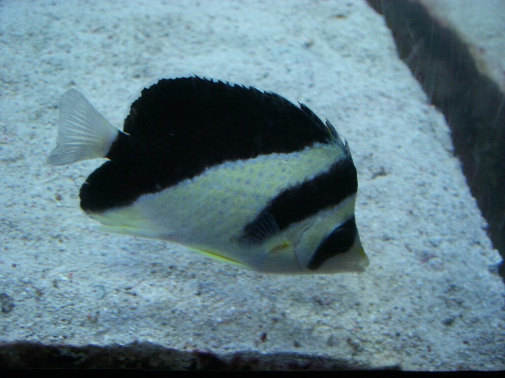 Chaetodon burgessi (Chaetodon burgessi) |commons:File:Chaetodon burgessi.JPG