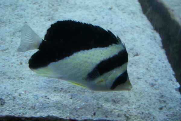 Chaetodon burgessi (Chaetodon burgessi) |commons:File:Chaetodon burgessi.JPG