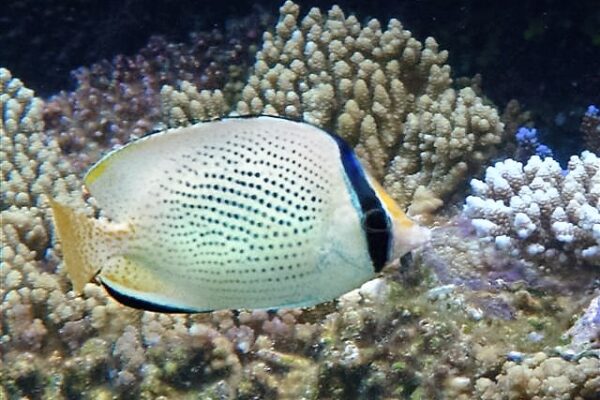 Chaetodon citrinellus (Chaetodon citrinellus) |commons:File:Chaetodon citrinellus, Maldivas.jpg