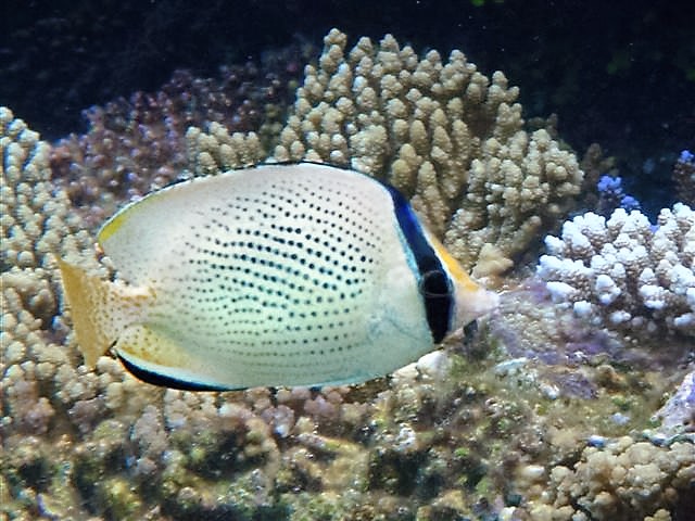 Chaetodon citrinellus (Chaetodon citrinellus) |commons:File:Chaetodon citrinellus, Maldivas.jpg