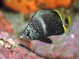 Chaetodon daedalma (Chaetodon daedalma) |commons:File:Chaetodon daedalma, Izu.jpg