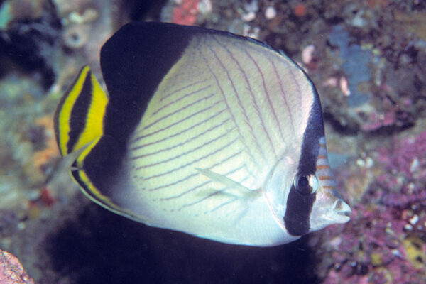 Chaetodon decussatus (Chaetodon decussatus) |commons:File:Bep chaetodon decussatus.jpg