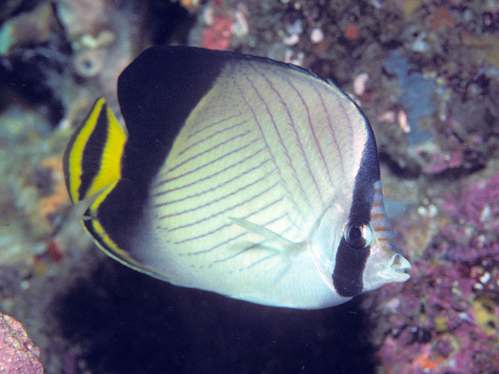 Chaetodon decussatus (Chaetodon decussatus) |commons:File:Bep chaetodon decussatus.jpg