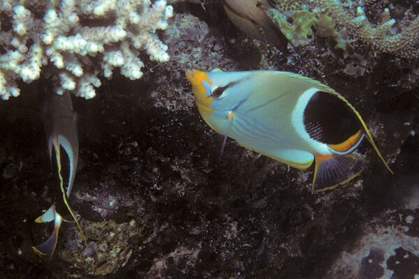 Chaetodon ephippium (Chaetodon ephippium) |commons:File:Bep chaetodon ephippium.jpg