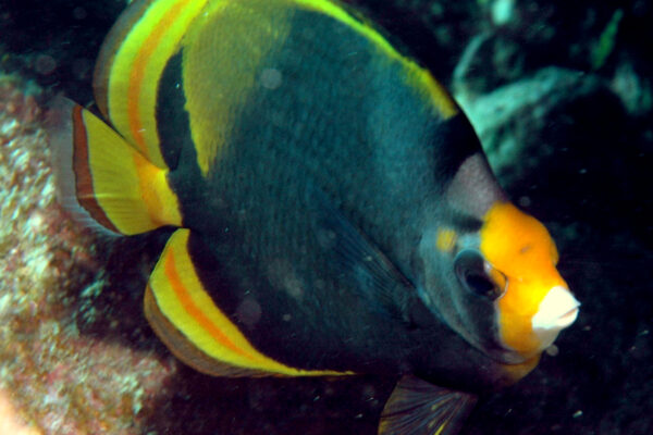 Chaetodon flavirostris (Chaetodon flavirostris) |commons:File:Chaetodon flavirostris.jpg