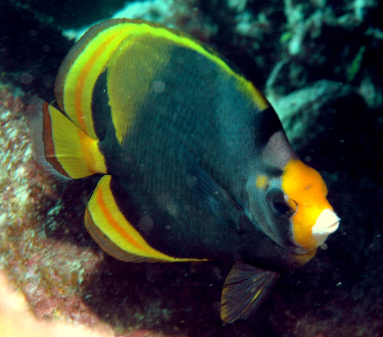Chaetodon flavirostris (Chaetodon flavirostris) |commons:File:Chaetodon flavirostris.jpg