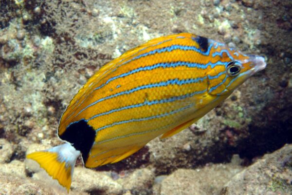 Chaetodon fremblii (Chaetodon fremblii) |commons:File:Chaetodon fremblii, Hawái.jpg