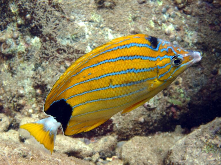 Chaetodon fremblii (Chaetodon fremblii) |commons:File:Chaetodon fremblii, Hawái.jpg