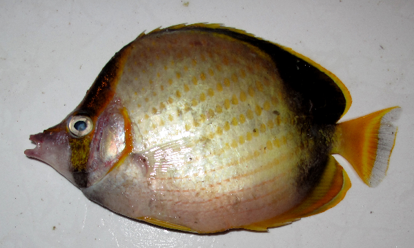 Chaetodon gardineri (Chaetodon gardineri) |commons:File:Chaetodon gardineri.png