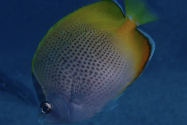 Chaetodon guentheri (Chaetodon guentheri) |commons:File:Chaetodon guentheri 211079157.jpg