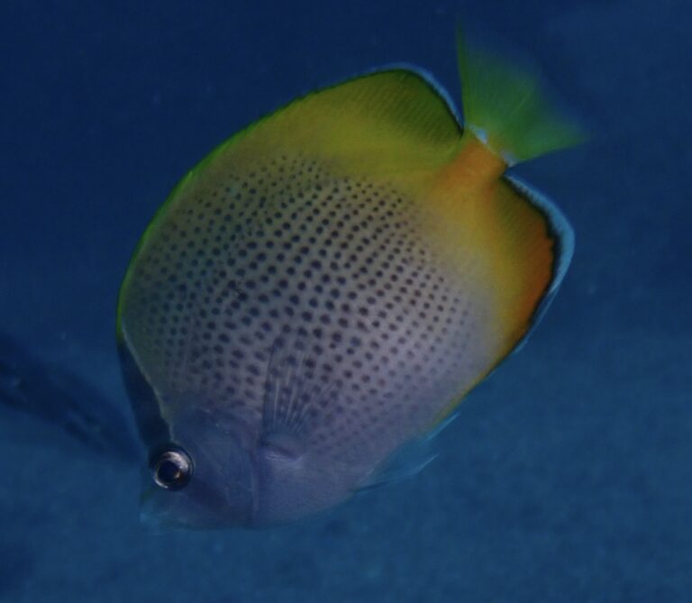 Chaetodon guentheri (Chaetodon guentheri) |commons:File:Chaetodon guentheri 211079157.jpg