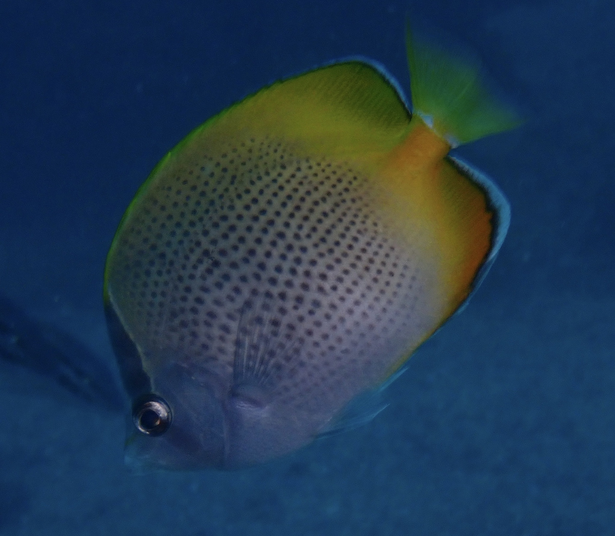 Chaetodon guentheri (Chaetodon guentheri) |commons:File:Chaetodon guentheri 211079157.jpg