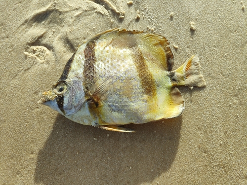 Chaetodon hoefleri (Chaetodon hoefleri) |commons:File:Chaetodon hoefleri.jpg