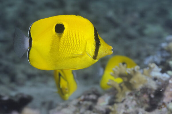 Chaetodon interruptus (Chaetodon interruptus) |commons:File:Chaetodon interruptus, Reunión.jpg