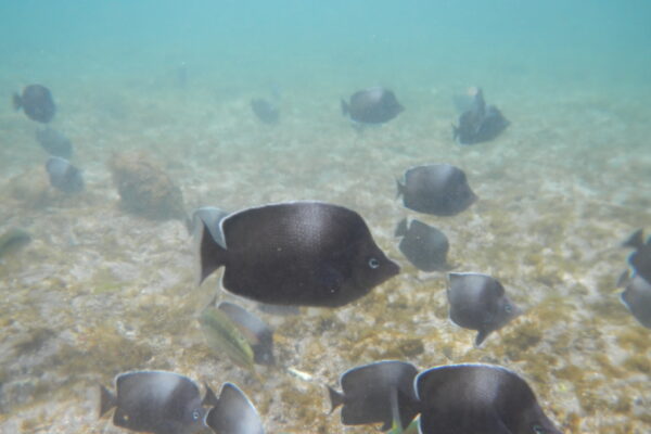 Chaetodon litus (Chaetodon litus) |commons:File:Chaetodon litus 12603647.jpg