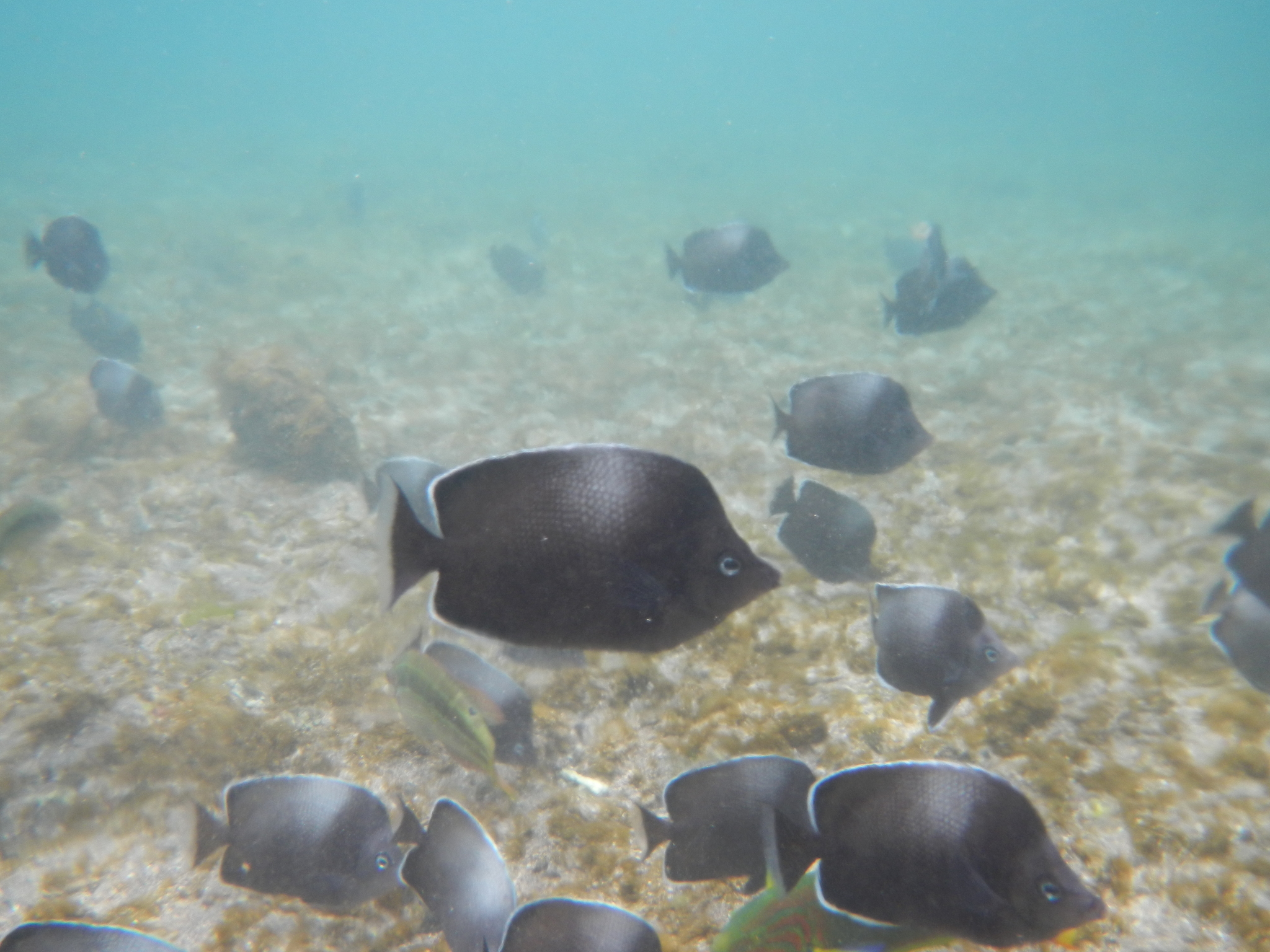 Chaetodon litus (Chaetodon litus) |commons:File:Chaetodon litus 12603647.jpg