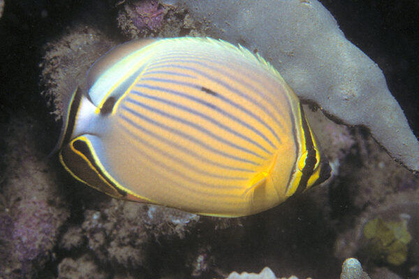 Chaetodon lunulatus (Chaetodon lunulatus) |commons:File:Bep chaetodon lunulatus.jpg