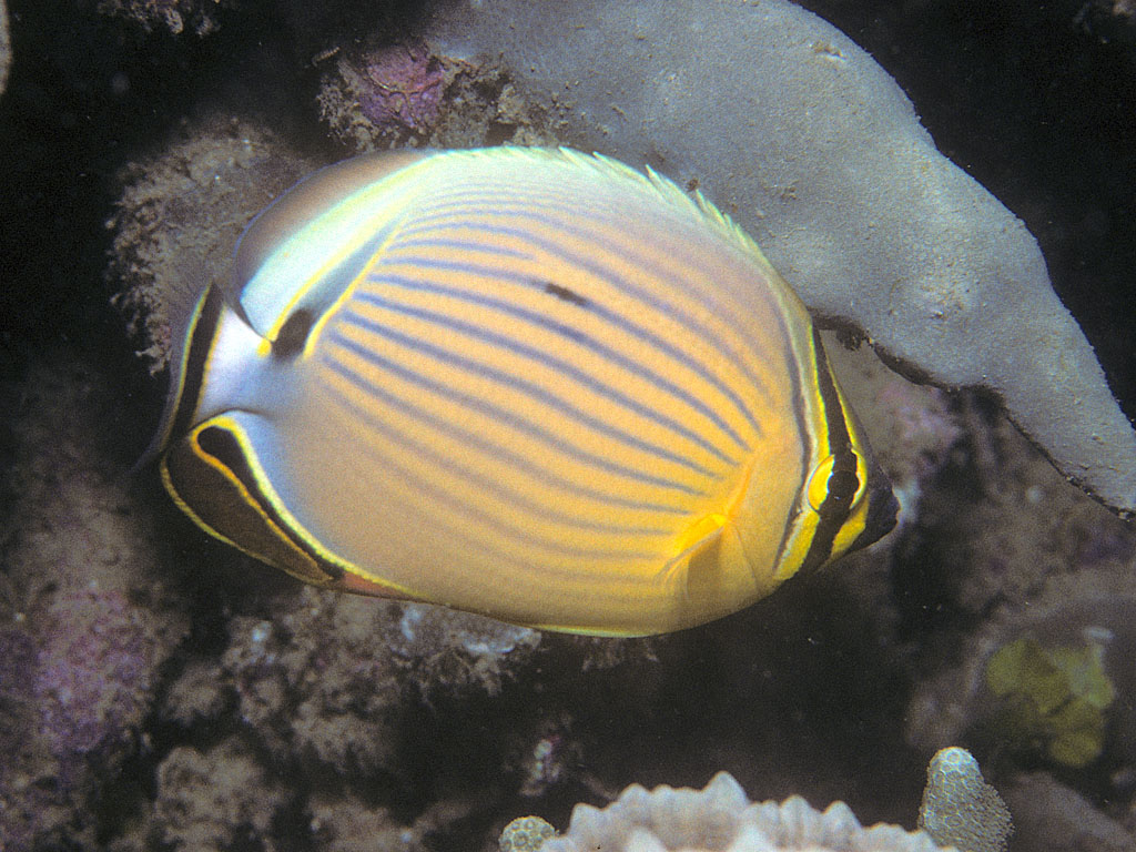 Chaetodon lunulatus (Chaetodon lunulatus) |commons:File:Bep chaetodon lunulatus.jpg