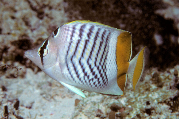 Chaetodon madagaskariensis (Chaetodon madagaskariensis) |commons:File:Bep chaetodon madagaskariensis.jpg