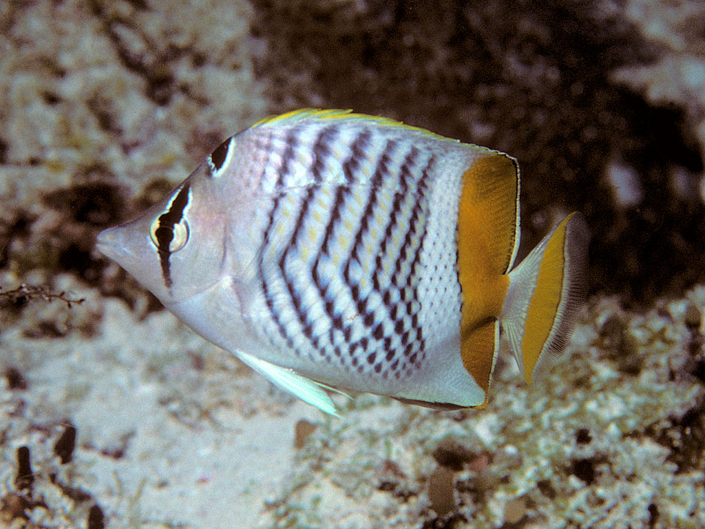 Chaetodon madagaskariensis (Chaetodon madagaskariensis) |commons:File:Bep chaetodon madagaskariensis.jpg