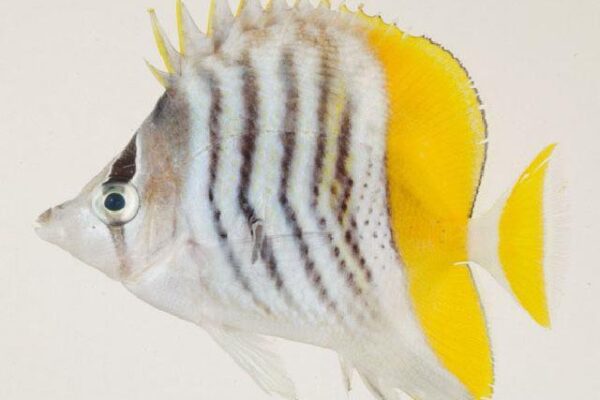 Chaetodon mertensii (Chaetodon mertensii) |commons:File:Chaetodon mertensii.jpg