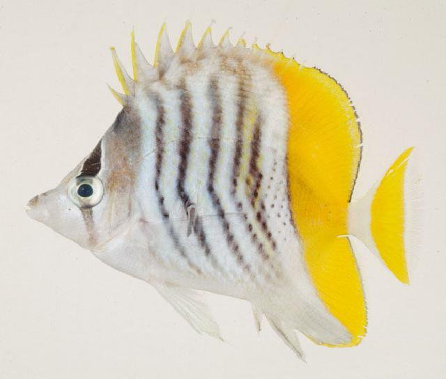 Chaetodon mertensii (Chaetodon mertensii) |commons:File:Chaetodon mertensii.jpg