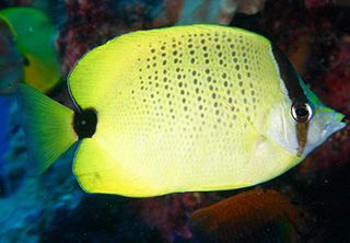 Chaetodon miliaris (Chaetodon miliaris) |commons:File:Chaetodon miliaris.jpg