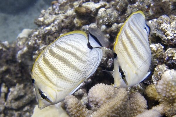 Chaetodon multicinctus (Chaetodon multicinctus) |commons:File:Chaetodon Multicinctus (Pebbled or Multiband Butterflyfish).jpg