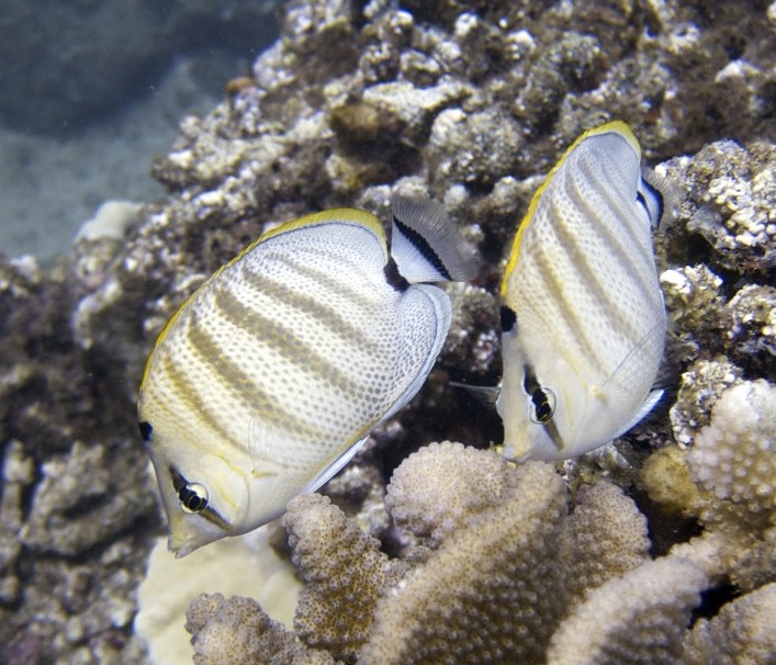 Chaetodon multicinctus (Chaetodon multicinctus) |commons:File:Chaetodon Multicinctus (Pebbled or Multiband Butterflyfish).jpg