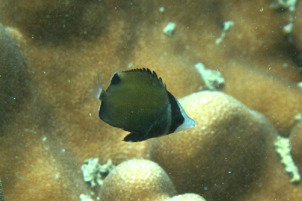 Chaetodon nigropunctatus (Chaetodon nigropunctatus) |commons:File:Chaetodon nigropunctatus juvenil.png