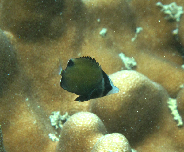 Chaetodon nigropunctatus (Chaetodon nigropunctatus) |commons:File:Chaetodon nigropunctatus juvenil.png