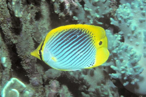 Chaetodon ocellicaudus (Chaetodon ocellicaudus) |commons:File:Bep chaetodon ocellicaudus.jpg