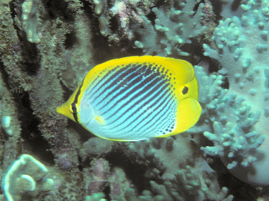 Chaetodon ocellicaudus (Chaetodon ocellicaudus) |commons:File:Bep chaetodon ocellicaudus.jpg