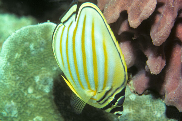 Chaetodon ornatissimus (Chaetodon ornatissimus) |commons:File:Bep chaetodon ornatissimus.jpg