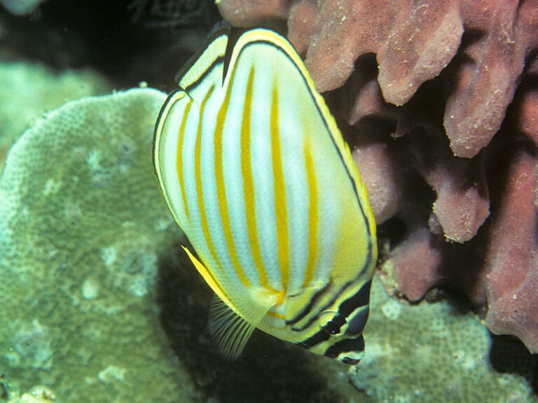 Chaetodon ornatissimus (Chaetodon ornatissimus) |commons:File:Bep chaetodon ornatissimus.jpg