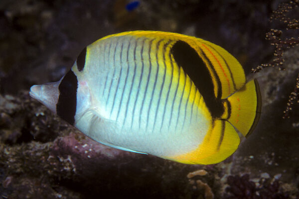 Chaetodon oxycephalus (Chaetodon oxycephalus) |commons:File:Bep chaetodon oxycephalus.jpg