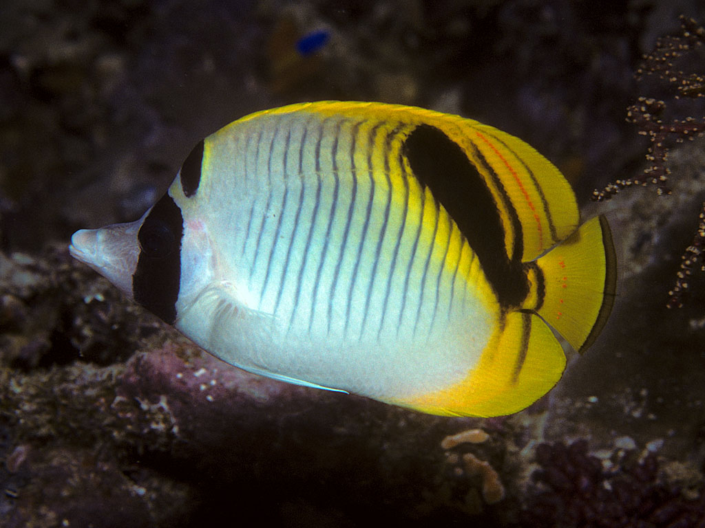 Chaetodon oxycephalus (Chaetodon oxycephalus) |commons:File:Bep chaetodon oxycephalus.jpg