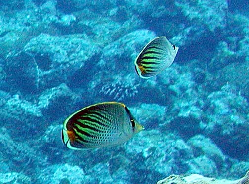 Chaetodon pelewensis (Chaetodon pelewensis) |commons:File:Chaetodon pelewensis, Samoa.jpg
