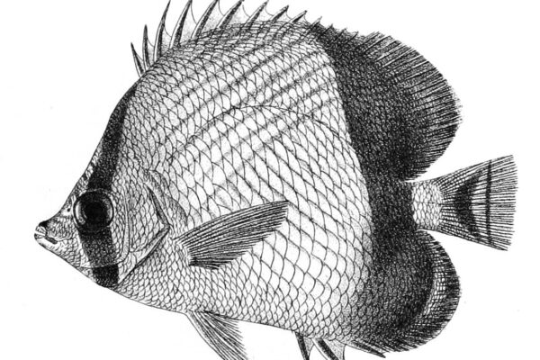 Chaetodon pictus (Chaetodon pictus) |commons:File:Chaetodon pictus Ford 26.jpg