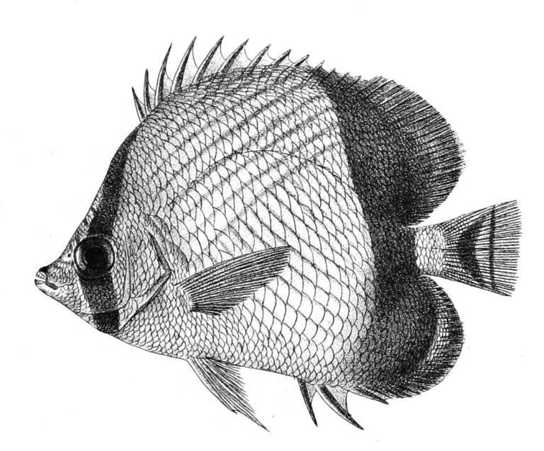 Chaetodon pictus (Chaetodon pictus) |commons:File:Chaetodon pictus Ford 26.jpg