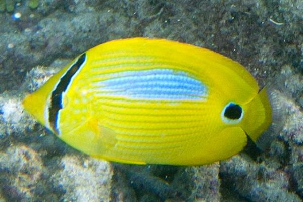 Chaetodon plebeius (Chaetodon plebeius) |commons:File:Bluestreak butterflyfish Chaetodon plebeius (7578718432).jpg