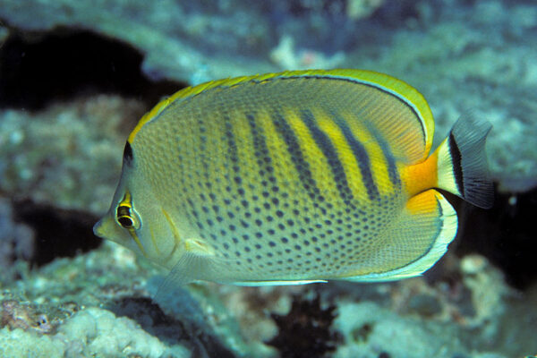 Chaetodon punctatofasciatus (Chaetodon punctatofasciatus) |commons:File:Bep chaetodon punctatofasciatus.jpg