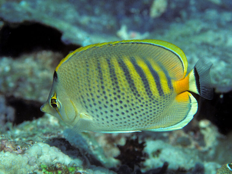 Chaetodon punctatofasciatus (Chaetodon punctatofasciatus) |commons:File:Bep chaetodon punctatofasciatus.jpg