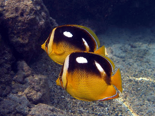 Chaetodon quadrimaculatus (Chaetodon quadrimaculatus) |commons:File:Chaetodon quadrimaculatus, Samoa.gif