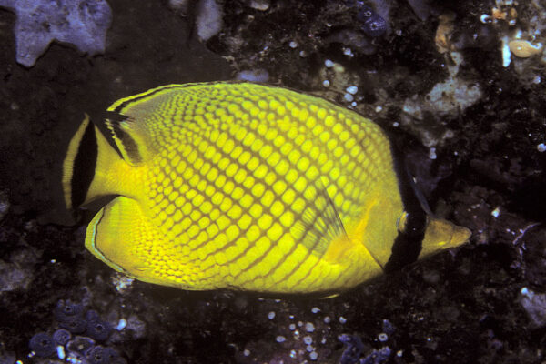 Chaetodon rafflesii (Chaetodon rafflesii) |commons:File:Bep chaetodon rafflesii.jpg