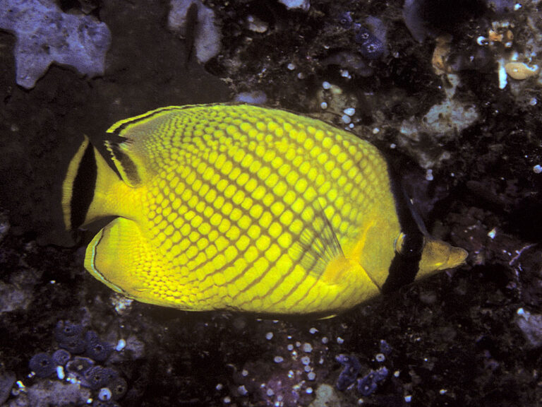 Chaetodon rafflesii (Chaetodon rafflesii) |commons:File:Bep chaetodon rafflesii.jpg