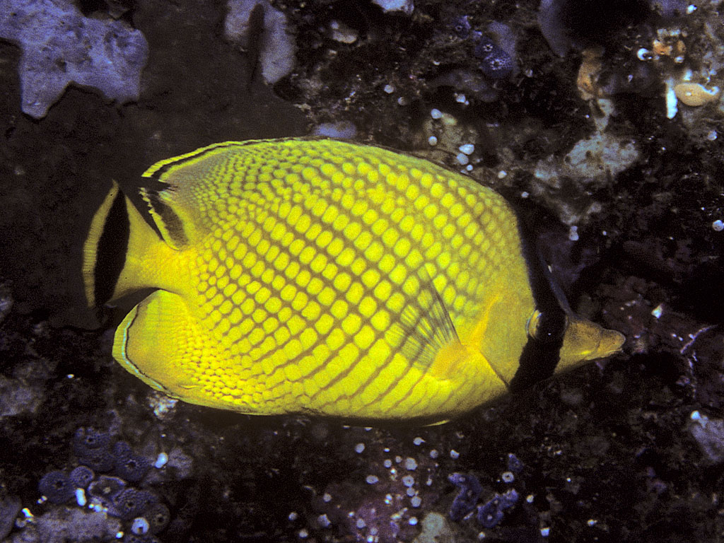 Chaetodon rafflesii (Chaetodon rafflesii) |commons:File:Bep chaetodon rafflesii.jpg